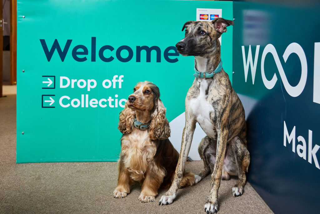 Two dogs, Cachew and Tiffin in front of Woodstock IT welcome signs