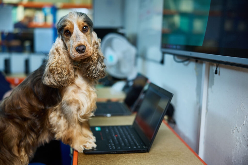 Cashew working